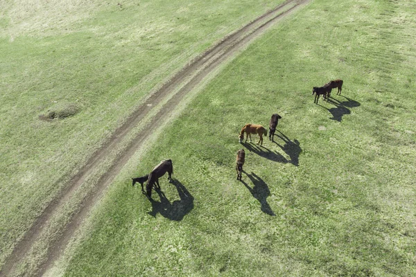 畑の道で馬を放牧ドローンからの写真 — ストック写真