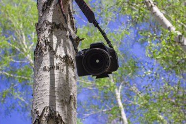 Arkaplanı bulanık mavi bir gökyüzüne karşı bir huş ağacının dalına bırakılmış profesyonel kamera.