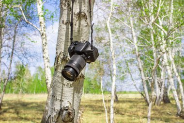 Arkaplanı bulanık mavi bir gökyüzüne karşı bir huş ağacının dalına bırakılmış profesyonel kamera.
