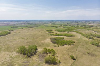 Hava aracından alınan huş ağaçları ve buğday tarlaları güneşli bir günde