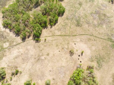 Hava aracından alınan huş ağaçları ve buğday tarlaları güneşli bir günde