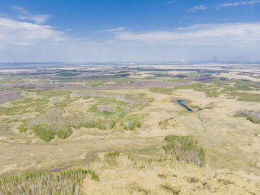 Hava aracından alınan huş ağaçları ve buğday tarlaları güneşli bir günde