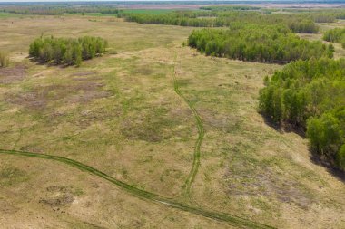 Hava aracından alınan huş ağaçları ve buğday tarlaları güneşli bir günde