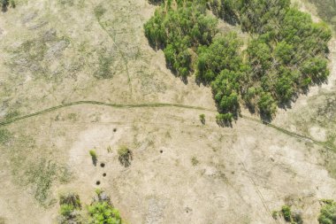 Hava aracından alınan huş ağaçları ve buğday tarlaları güneşli bir günde
