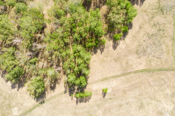 Hutan Birch Dan Ladang Gandum Diambil Dari Drone Pada Hari — Stok Foto