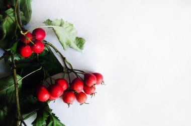 Beyaz arka planda Hawthorn
