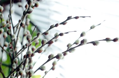 Beyaz bir arka planda söğüt dalları