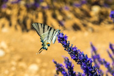 Kıt (Iphiclides podalirius) Swallowtail kelebek lavanta çiçek, Provence (Fransa)