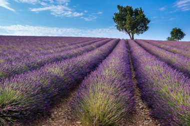Valensole Yaylası, Provence (Fransa lavanta alanında)