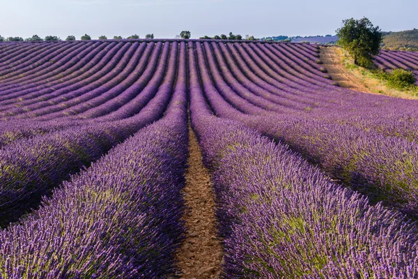 Levandulová pole v náhorní plošina Valensole, Provence (Francie) — Stock fotografie
