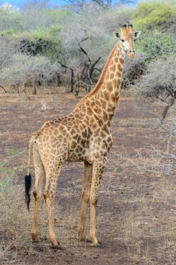 Giraffe at Pongola Game Reserve, South Africa clipart