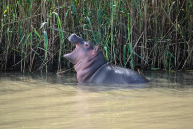 Bebek hippo Isimangaliso Sulak alan park, Saint Lucia, Güney Afrika