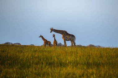 Zürafalar, Isimangaliso Sulak alan park, Saint Lucia, Güney Afrika