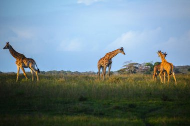 Zürafalar, Isimangaliso Sulak alan park, Saint Lucia, Güney Afrika
