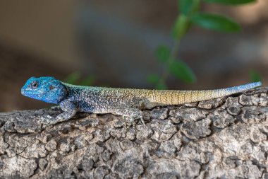 Güney Rock Agama Kruger National Park, Güney Afrika