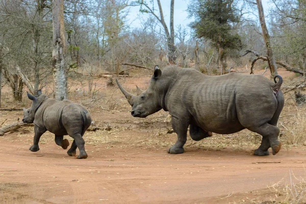 Vit noshörning körs i Hlane Royal National Park, Swaziland — Stockfoto