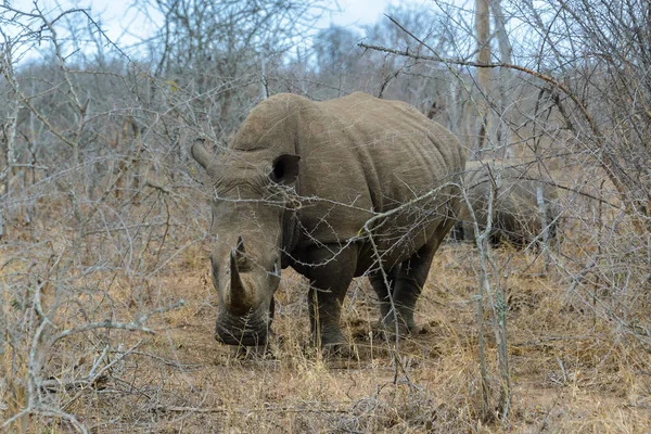 Vit noshörning eller square-lipped rhino i Hlane Royal National Park, Swaziland — Stockfoto