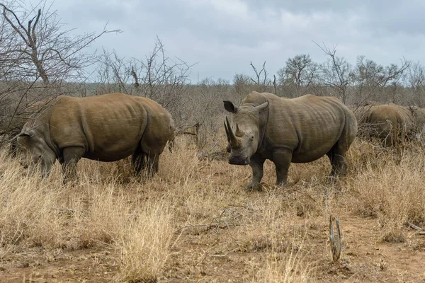 Rinoceronte blanco o rinoceronte de labio cuadrado en el Parque Nacional Hlane Royal, Suazilandia — Foto de Stock