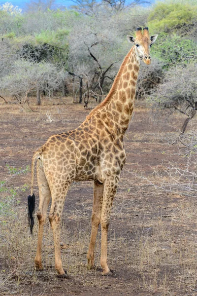 Giraff på Pongola Game Reserve, South Africa — Stockfoto