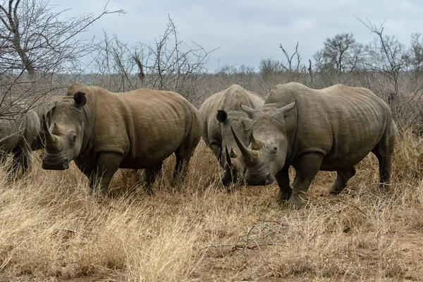 White rhinoceros or square-lipped rhinoceros (Ceratotherium simum) in Hlane Royal National Park, Swaziland — Stock Photo, Image