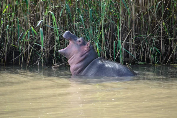 Ιπποπόταμος μωρό στο το Isimangaliso υγρότοπο πάρκο, Αγία Λουκία, Νότια Αφρική — Φωτογραφία Αρχείου