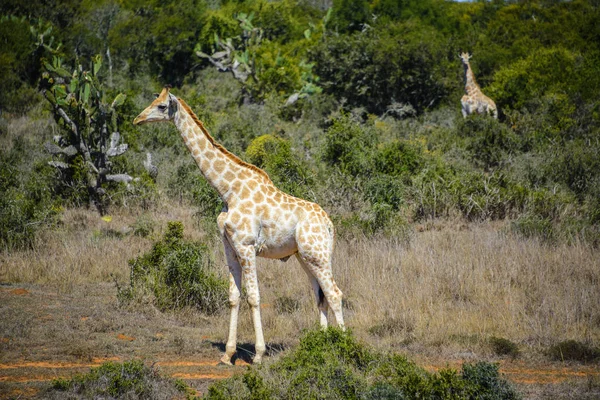 Giraf in Addo Elephant Nationaal Park, Zuid-Afrika — Stockfoto