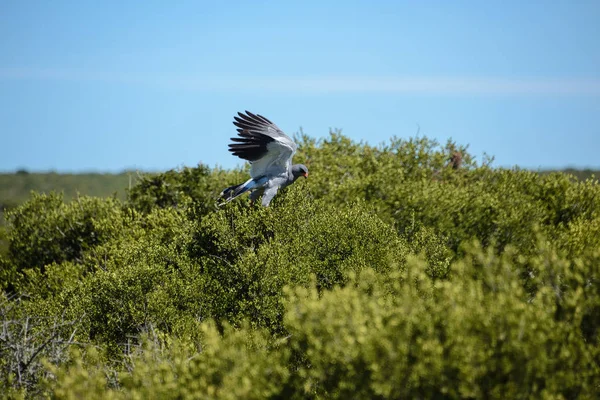 Pale Chanting Goshawk, South Africa — Stock Photo, Image