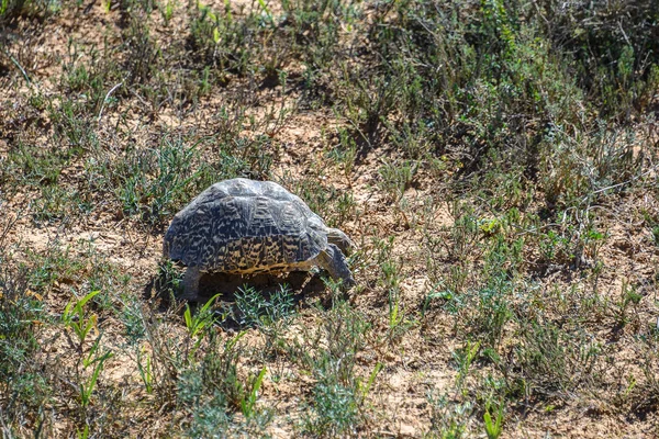 Tartaruga-leopardo no Parque Nacional Addo Elephant, África do Sul — Fotografia de Stock