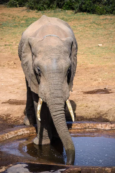 Afrika fili Addo Elephant National Park, Güney Afrika — Stok fotoğraf