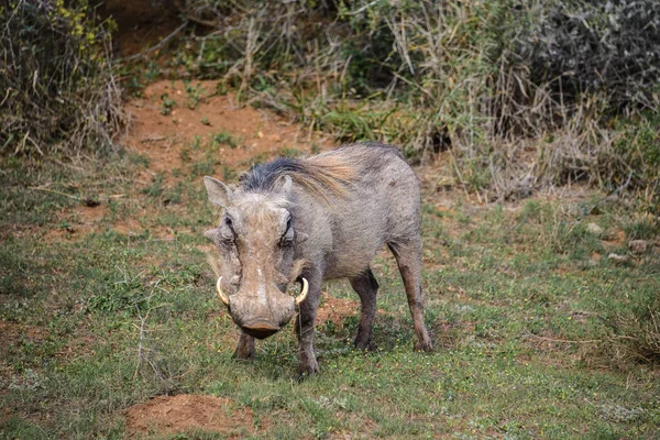 Knobbelzwijn in Addo Elephant Nationaal Park, Zuid-Afrika — Stockfoto