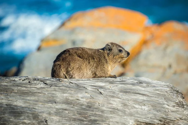 Un Hyrax Rock o Dassie nel Parco Nazionale di Tsitsikamma, Sud Africa — Foto Stock