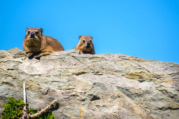 Рок-Hyraxs або Dassies в національному парку Tsitsikamma, Південно-Африканська Республіка — стокове фото