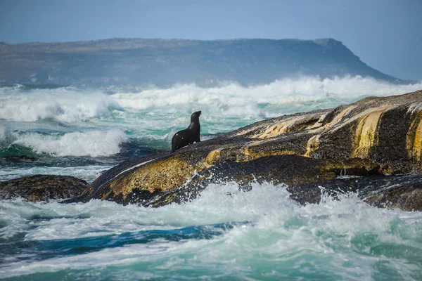 Тюлень на мысе Дёйкер, Южная Африка — стоковое фото