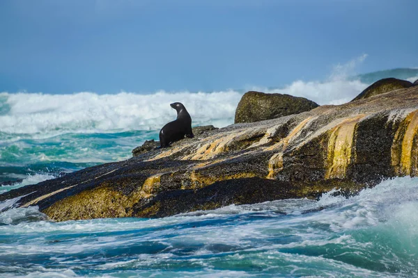 Cape kürk mühür Duiker Island, Güney Afrika Cumhuriyeti — Stok fotoğraf