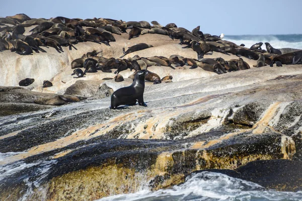 Cape Fur Seals at Duiker Island, South Africa — Stock Photo, Image