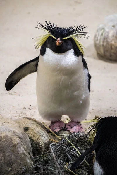 Północnej rockhopper penguin — Zdjęcie stockowe