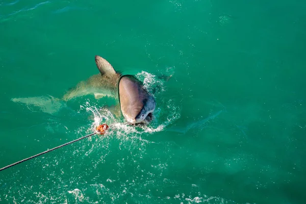 Weißer Hai, gansbaai, Südafrika — Stockfoto