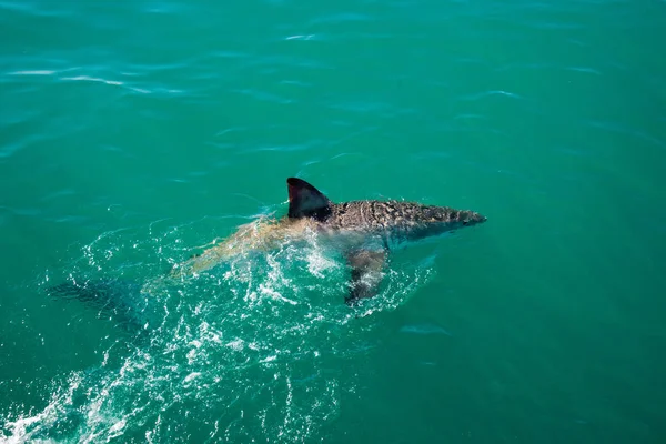 Weißer Hai, gansbaai, Südafrika — Stockfoto