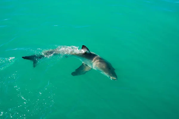 Weißer Hai, gansbaai, Südafrika — Stockfoto
