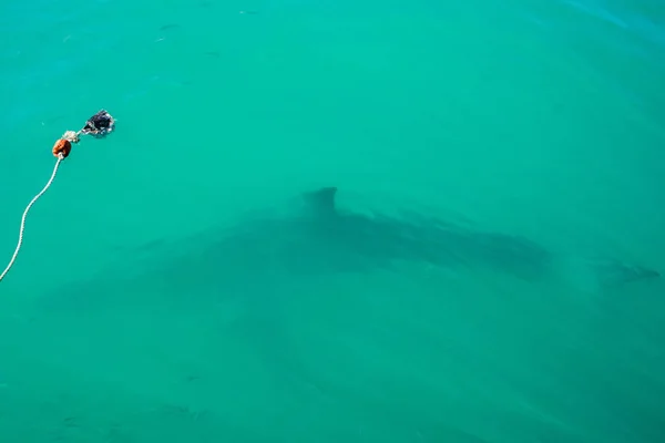 Great white shark, Gansbaai, South Africa — Stock Photo, Image