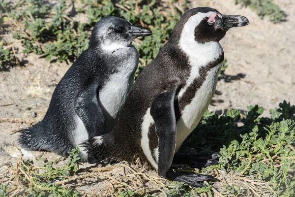 Afrykańskich pingwiny, znany również jako Black Footed lub Jackass pingwina, głazy na plaży w Simon's Town, Republika Południowej Afryki — Zdjęcie stockowe