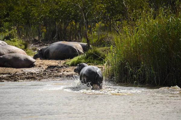 Ιπποπόταμοι στο το Isimangaliso υγρότοπο πάρκο, Αγία Λουκία, Νότια Αφρική — Φωτογραφία Αρχείου