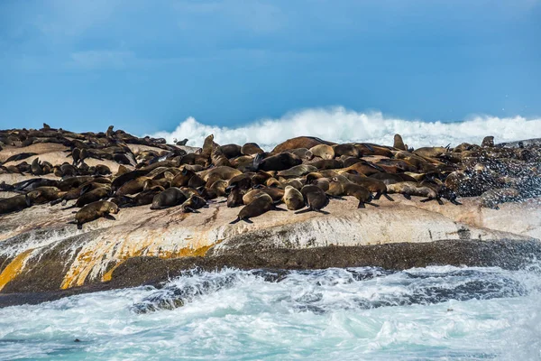 Sellos de piel de Cabo en Duiker Island, Sudáfrica —  Fotos de Stock