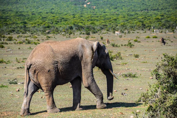 Elefante Africano no Parque Nacional Addo Elephant, África do Sul — Fotografia de Stock