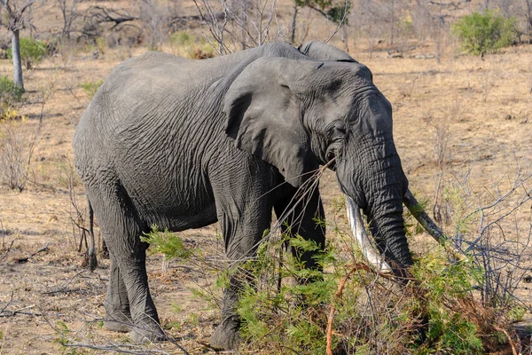 Afrikai elefánt a Kruger Nemzeti Parkban, Dél-Afrikában — Stock Fotó