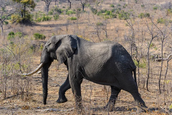 Elefante africano en el Parque Nacional Kruger, Sudáfrica —  Fotos de Stock