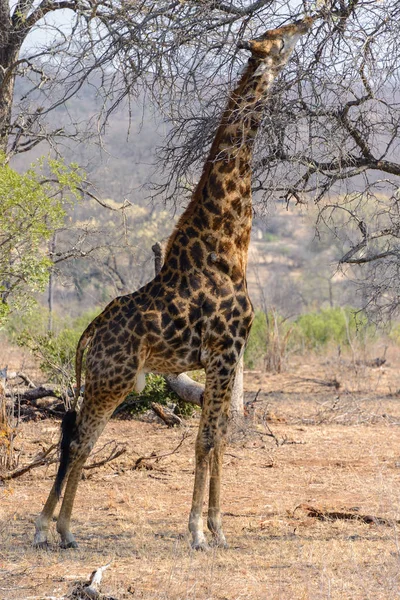 Jirafa sudafricana en el Parque Nacional Kruger, Sudáfrica — Foto de Stock