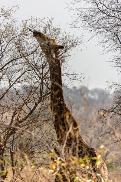Jirafa sudafricana en el Parque Nacional Kruger, Sudáfrica — Foto de Stock