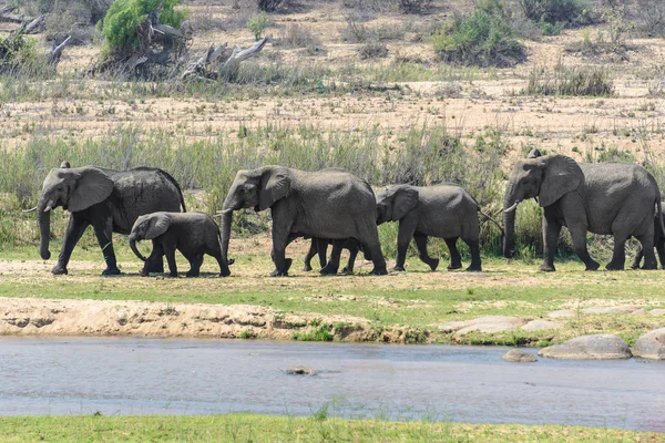 Manada de elefantes, Parque Nacional Kruger, Sudáfrica — Foto de Stock