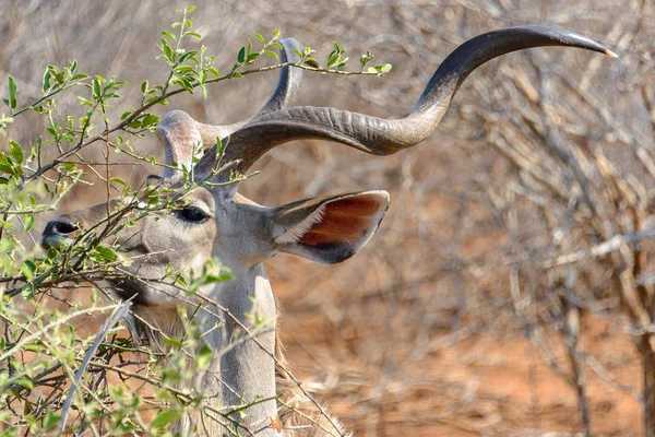 Куду в Национальном парке Крюгера, Южная Африка — стоковое фото